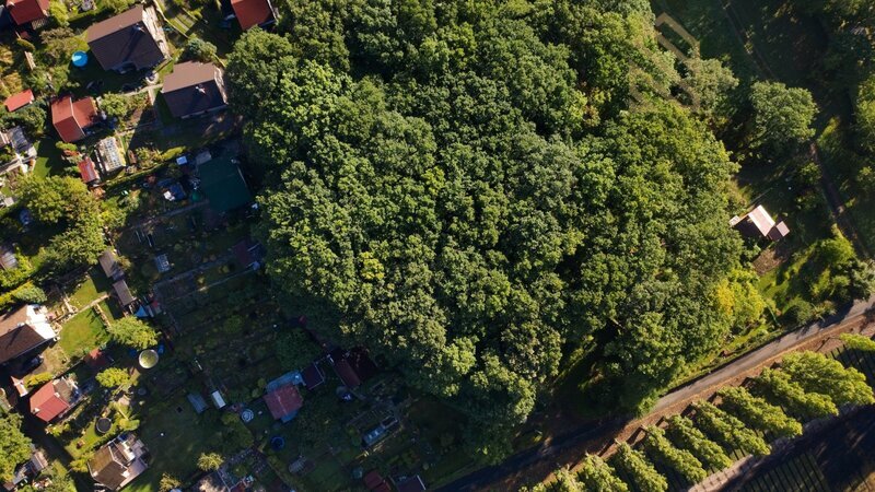 Prodej lesního pozemku -3946 m/2- Vysoká Pec-Drmaly